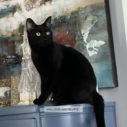 Foto 1/1 Victor dracul Chat perdido en Saint hyacinthe