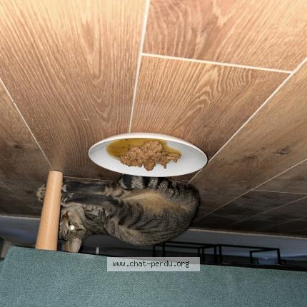 Foto 1/1 Gato encontrado Encontrado en Beaucaire