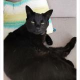 Foto del gato perdido en Ormeaux