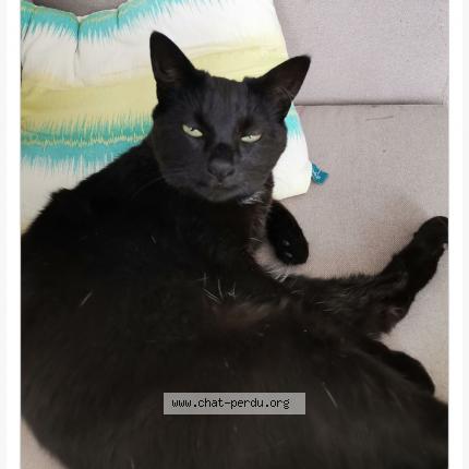 Foto 1/1 CHANEL Chat perdido en Ormeaux