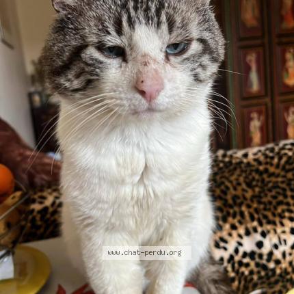 Foto 1/1 Filou Chat perdido en Saubusse