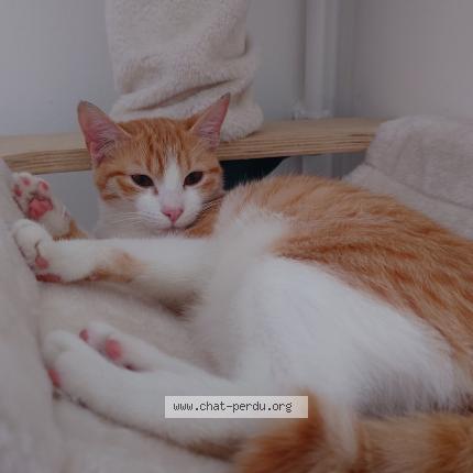Foto 1/1 Cannelle Chat perdido en Orange