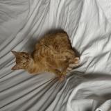 Foto del gato perdido en Toulouse