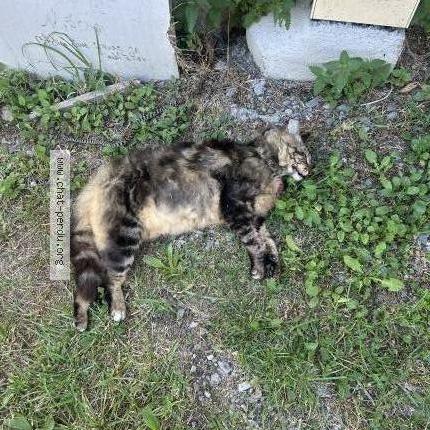 Foto 1/2 Gato encontrado Encontrado en Saint andre de boege