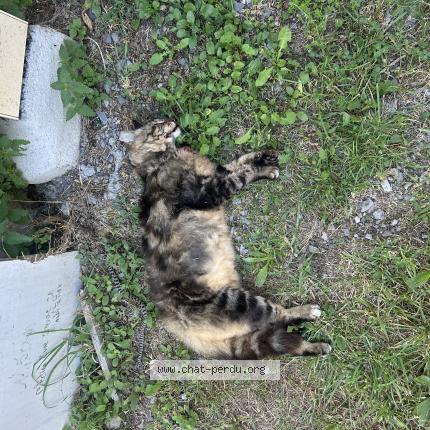 Foto 2/2 Gato encontrado Encontrado en Saint andre de boege