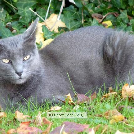 Foto 1/1 Gribouille Chat perdido en Tourves