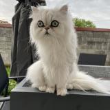 Foto del gato perdido en Salles