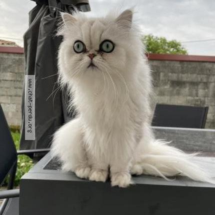 Foto 1/1 Gato encontrado Perdido en Salles