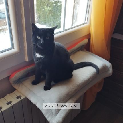 Foto 1/1 Oscar Chat perdido en Le russey