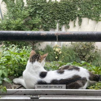 Foto 2/5 Romeo Chat perdido en Versailles