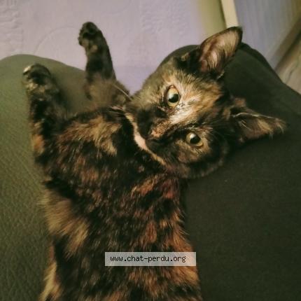 Foto 1/1 Mountain Chat perdido en Reims