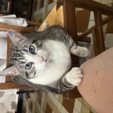 Foto del gato perdido en Lugon Et L Ile Du Carnay