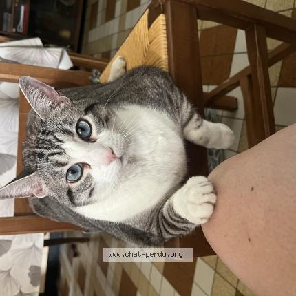 Foto 1/1 Nuts Chat perdido en Lugon et l ile du carnay