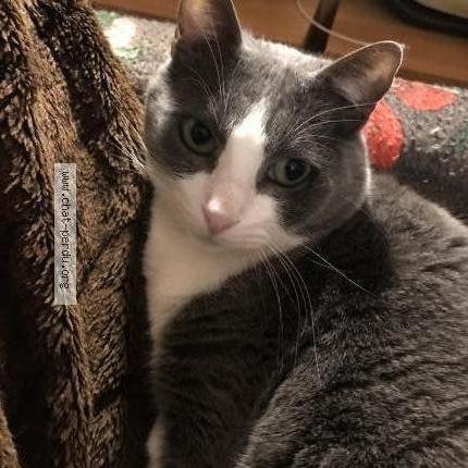 Foto 2/2 Choupette Chat perdido en Toulouse