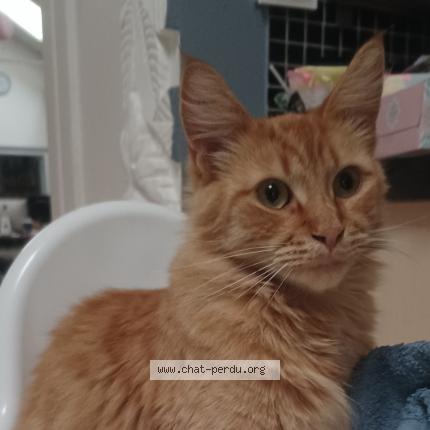 Foto 1/1 Bibi Chamallow Chat perdido en Lille