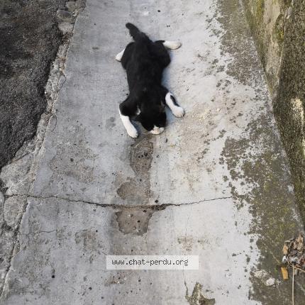 Foto 1/1 Gato encontrado Encontrado en Lezignan corbieres