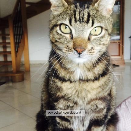 Foto 1/1 Grisouille Chat perdido en St germain au mont d or