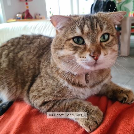 Foto 1/1 LOUKY Chat perdido en Roanne