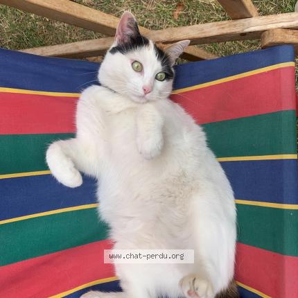 Foto 1/1 Therese Chat perdido en La flotte en re