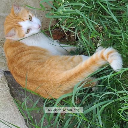 Foto 1/1 Gato encontrado Encontrado en Champagne sur seine
