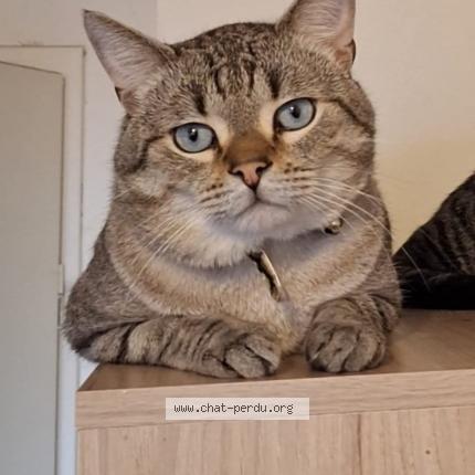 Foto 1/1 Vava Chat perdido en Hellemmes