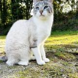 Foto del gato perdido en Derval