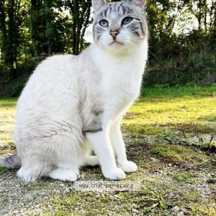 Foto 1/1 Nigdouille Chat perdido en Derval