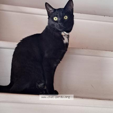 Foto 1/1 Chanel Chat perdido en Saint didier des bois