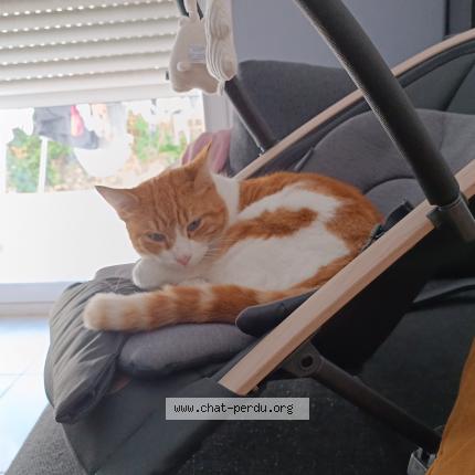 Foto 1/1 Rougail Chat perdido en Juvignac