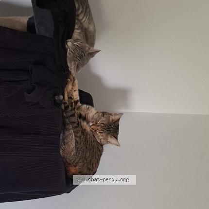 Foto 1/1 Violette Chat perdido en Alquines