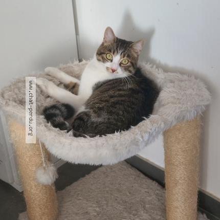 Foto 1/1 Milou Chat perdido en Agudelle