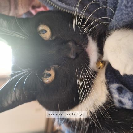 Foto 1/1 Baby Chat perdido en Pincourt