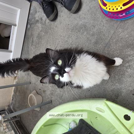 Foto 1/1 Fifillou Chat perdido en Ascheres le marche