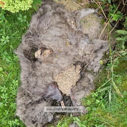 Foto 1/1 Gato encontrado Encontrado en Oberhausbergen