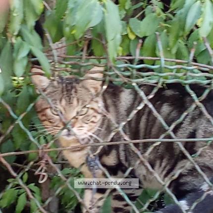 Foto 1/1 Gato encontrado Encontrado en Cestres commune de st martin du