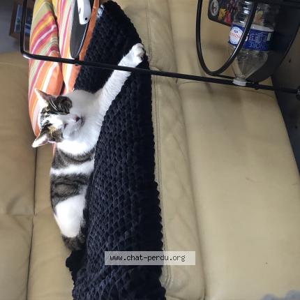 Foto 1/1 Sachat Chat perdido en Chailloue