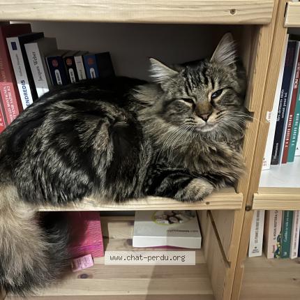 Foto 1/1 Brooky Chat perdido en Cruet