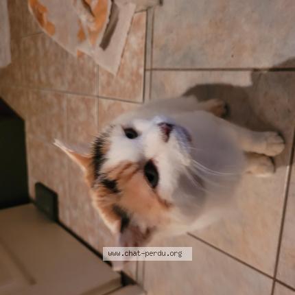 Foto 1/1 Gato encontrado Encontrado en Terce