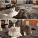 Foto del gato perdido en Thorens Glieres Filliere