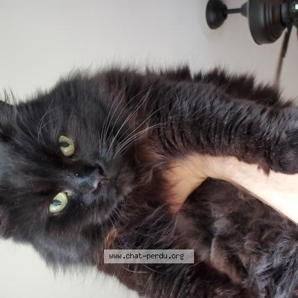 Foto 1/1 Panthera Chat perdido en Longueuil