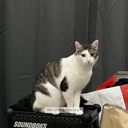 Foto 1/1 Oreo Chat perdido en Tourcoing