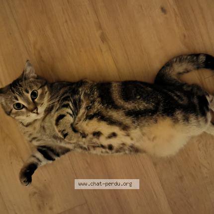 Foto 1/1 Nino Chat perdido en Reims