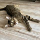 Foto del gato perdido en Antibes Juan Les Pins