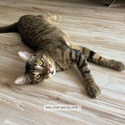 Foto 1/1 Zeus Chat perdido en Antibes juan les pins