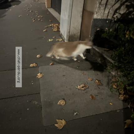 Foto 1/1 Gato encontrado Encontrado en Boulogne billancourt