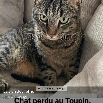 Foto 1/1 Tommy Chat perdido en Lillebonne