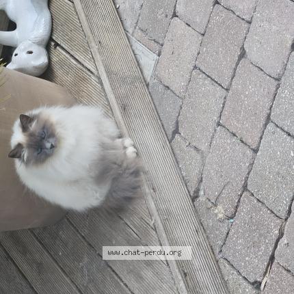 Foto 1/1 Rose Chat perdido en Chocques