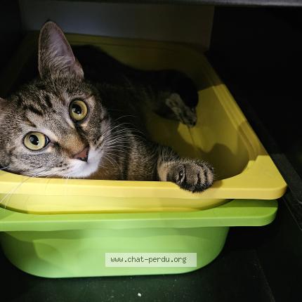 Foto 1/1 Yellow Chat perdido en Abbeville