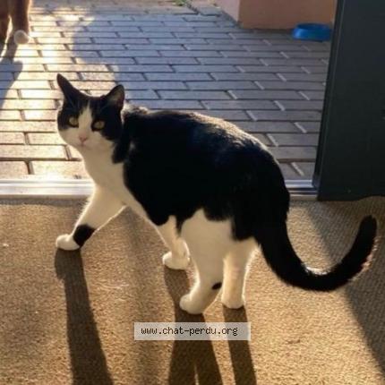 Foto 1/1 Coucouille Chat perdido en Penthalaz