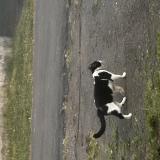 Foto de gato encontrado en Ravine Des Cabris